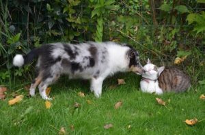 dog and cat playing for tips how to remove pet hair, pet odors